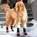 Botas para Animais de Estimação - Proteja seu Melhor Amigo, não Importa a Estação do Ano!